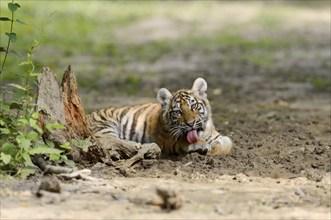 Siberian tiger (Panthera tigris altaica), young, captive, occurrence in Asia