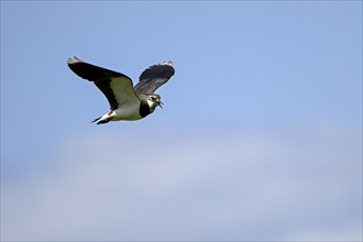 Northern lapwing (Vanellus vanellus), in flight, calling, over a wet meadow, Dümmer, Lower Saxony,