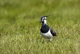 Northern lapwing (Vanellus vanellus), in a wet meadow, Dümmer, Lower Saxony, Germany, Europe