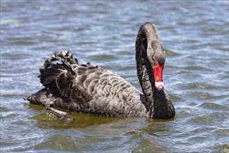 Black Swan (Cygnus atratus), Rotorua, Lake, New Zealand, Oceania