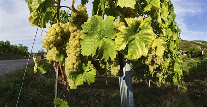 Grape vines (Vitis vinifera) with white grapes and leaves in Sasbachwalden, Ortenaukreis,