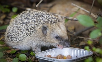 Hedgehog mother with young in the living environment of humans. A near-natural garden is a good