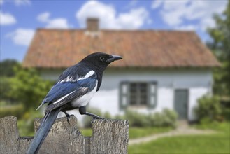 Eurasian magpie (Pica pica), common magpie perched on weathered wooden garden fence of house in the