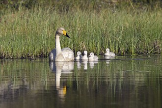 Whooper swan (Cygnus cygnus) adult swimming in lake with cygnets in spring in Scandinavia