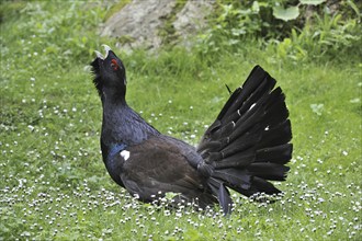 Western Capercaillie (Tetrao urogallus), Wood Grouse, Heather Cock male displaying and calling in