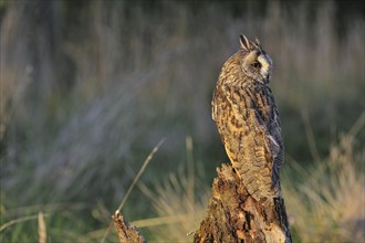 Long-eared owl (Asio otus), long eared owl perched on tree stump at forest's edge