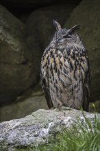 Eurasian eagle owl (Bubo bubo) sitting on rock ledge in cliff face