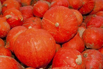 Pumpkins (Cucurbita) (Cucurbitaceae) are a genus of plants in the gourds . Five species are