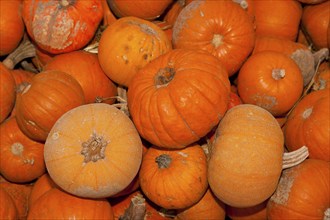 Pumpkins (Cucurbita) (Cucurbitaceae) are a genus of plants in the gourds . Five species are