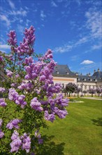 Pillnitz in spring