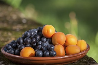 Fruit bowl with apricots and grapes, Provence, France, Europe