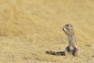 Cape Ground Squirrel (Xerus Inauris) eating, Etosha National Park, Namibia, Africa