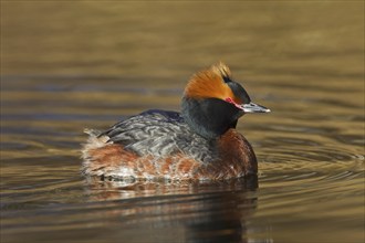 Horned grebe (Podiceps auritus) in breeding plumage swimming in lake