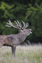 Red deer (Cervus elaphus) stag with big antlers and wet, muddy fur bellowing in grassland at