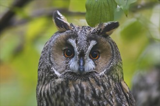 Close-up portrait of long-eared owl (Asio otus) (Strix otus) perched in tree in forest