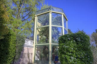 Goethe's palm tree in the botanical garden, Padua, province of Padua, Italy, Europe