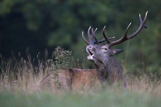 Red deer (Cervus elaphus), red deer, mountain deer roaring in a forest clearing in the rutting