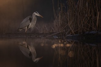 Grey heron (Ardea cinerea) foraging at dawn in the morning, sunrise, blue hour, haze, fog, winter,