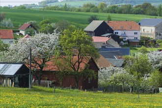 Cows on the pasture in Reinhardtsgrimma