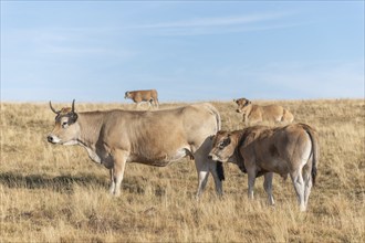 Aubrac cows in a dry pasture in summer. Aubrac, France, Europe