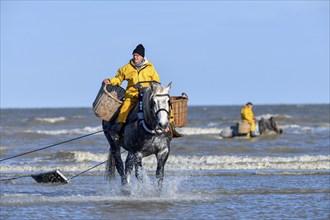 Horse fishermen catching Brown shrimp (Crangon crangon), Koksijde, North Sea coast, province of