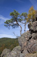 View from the Ilsestein, Ilsestone near Ilsenburg in the Ilsetal, Harz Mountains, Thale,