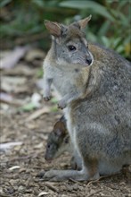 Red-necked Pademelon (Thylogale thetis), female with joey, Australia, Rothalsfilander, Weibchen mit