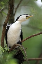 Little Pied Cormorant, Australia (Phalacorcorax melanoleucos)