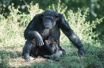 Chimpanzee, female with common chimpanzee (Pan troglodytes)