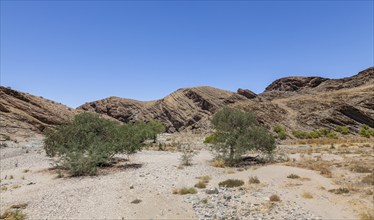 Ana trees in the dry Kuiseb River in the Hakos Mountains, Namibia, Africa