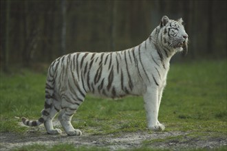 White Royal Bengal Tiger (Panthera tigris tigris), albino, white, captive