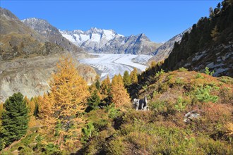 Great Aletsch Glacier and Wannenhörner, Valais, Switzerland, Europe