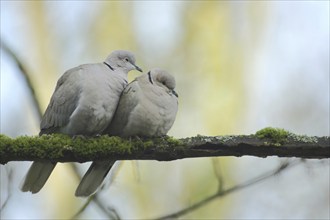 A pair of eurasian collared dove (Streptopelia decaocto) during courtship in Bad Schönborn,