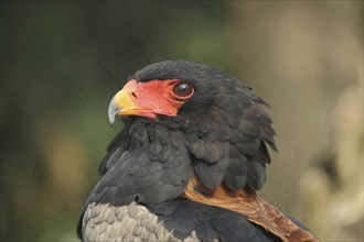 Bateleur (Terathopius ecaudatus), portrait, head, serpent eagle, eagle, Circaetinae, hawk-like,