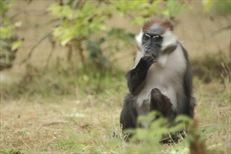 Collared mangabey (Cercocebus torquatus), adult, sitting, captive