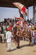 PUSHKAR, INDIA, NOVEMBER 22, 2012: Man decorating his camel for camel decoration contest at Pushkar