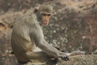 Rhesus macaque (Macaca mulatta) sitting on a rock, captive