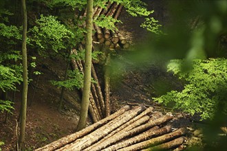 More than 40% of the forest in Sauerland is damaged, but in the Corona crisis many walkers are