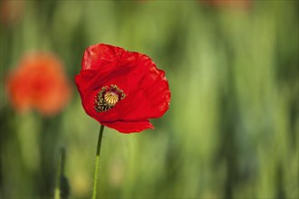 Red poppy in green field. South Moravia, Czech Republic, Europe