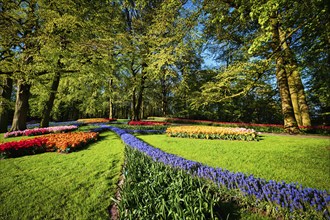 Blooming tulips flowerbed in Keukenhof flower garden, also known as the Garden of Europe, one of