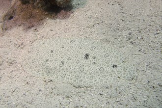 Well camouflaged finless sole (Pardachirus marmoratus) in the sand. Dive site House Reef, Mangrove