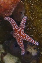 Ghardaqa starfish (Fromia ghardaqana), Abu Dabab reef dive site, Marsa Alam, Red Sea, Egypt, Africa