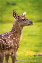 Young roe deer calf in the forest, Black Forest, Enzklösterle, Germany, Europe