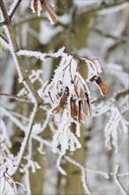 Maple tree in winter, Germany, Europe