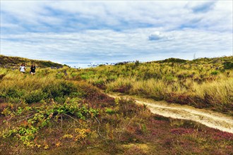 Walkers in dune landscape, heath in bloom, Isle of Tresco, Isles of Scilly, Cornwall, England,