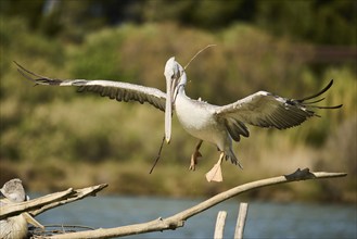 Great white pelican (Pelecanus onocrotalus) landing, France, Europe