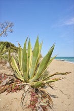 Century plant (Agave americana variegata) growing on a beach near Tarragona, Catalonia, Spain,