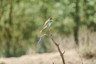 European bee-eater (Merops apiaster) sitting on a branch, Spain, Europe