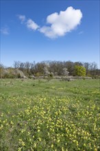 Meadow with common cowslip (Primula veris), flowering, blue sky, white clouds, Thuringia, Germany,