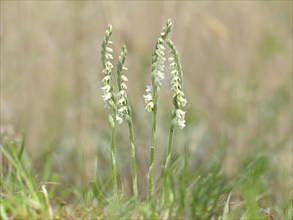 Autumn lady's-tresses (Spiranthes spiralis), flowering plant group, Hesse, Germany, Europe